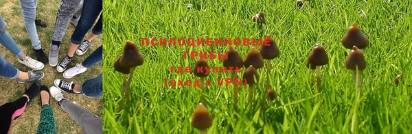 прущие грибы Алзамай